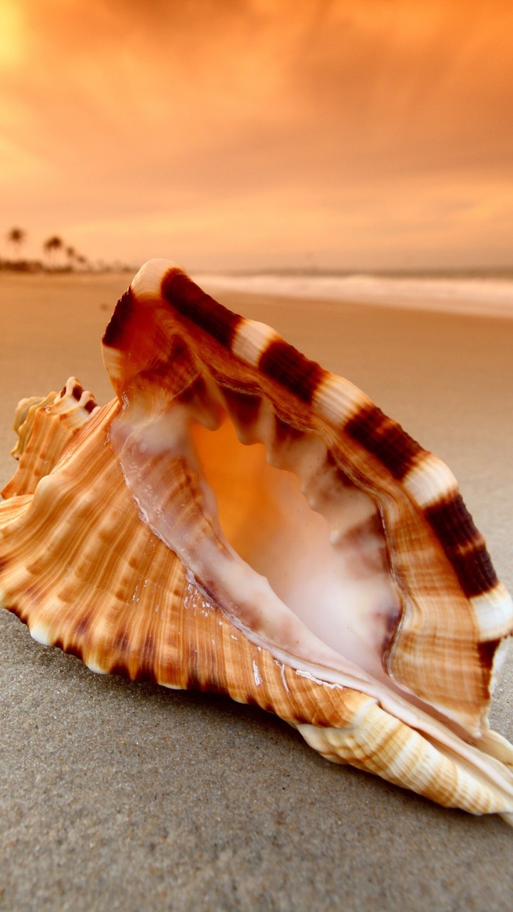 Shell