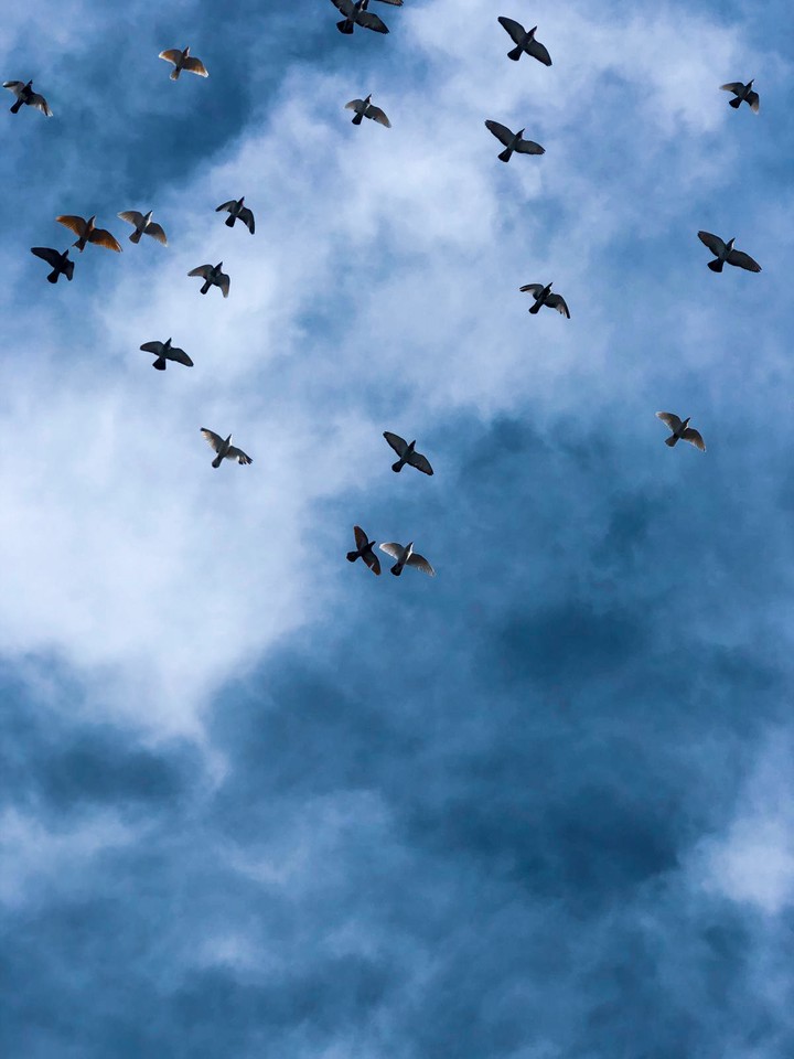 birds