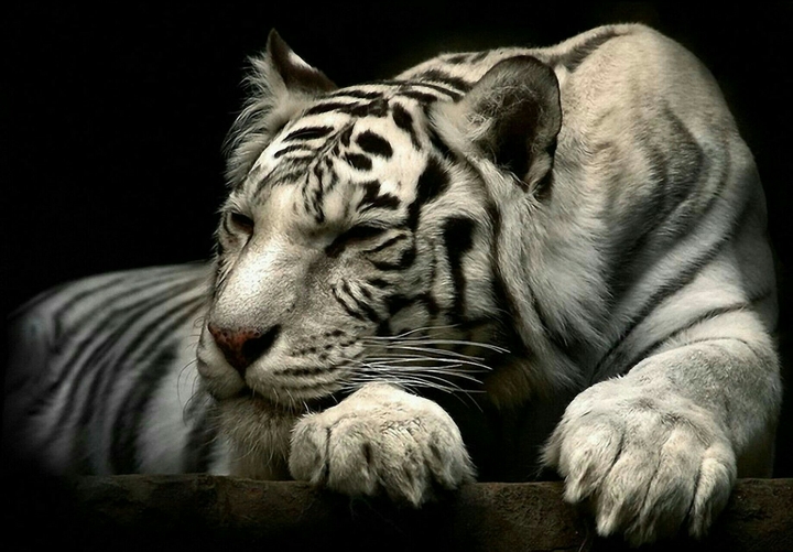 TIGRE BLANC