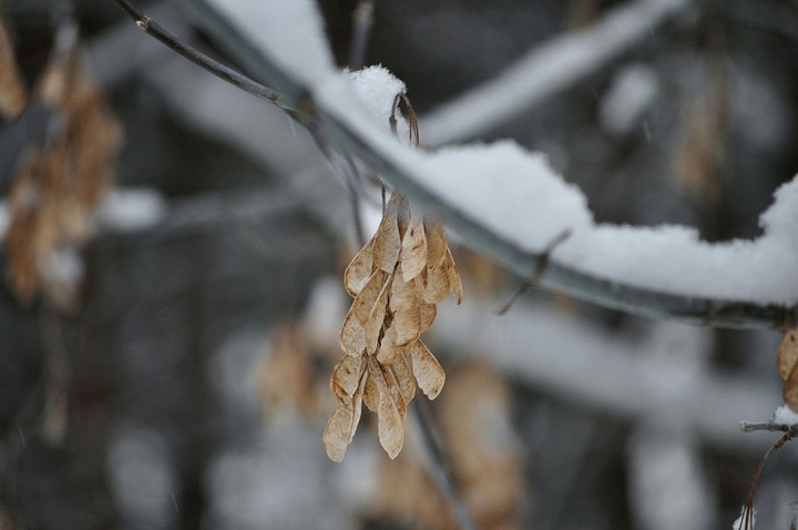 зима❄