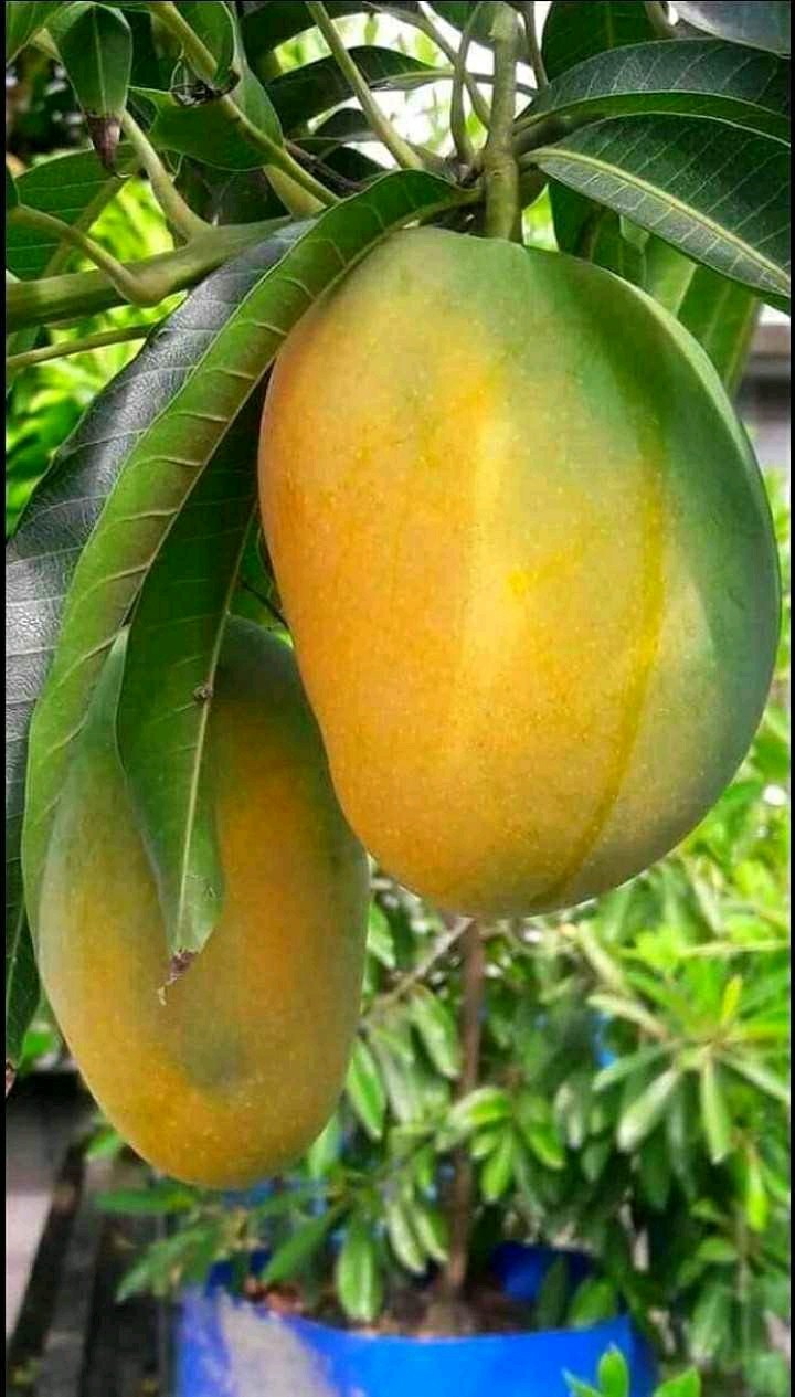 Indian king of fruit.