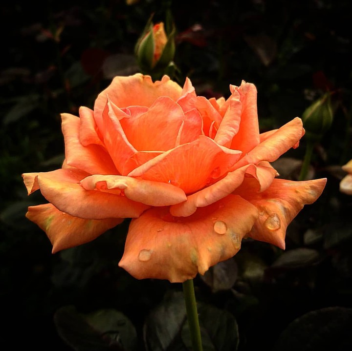 Orange Roses