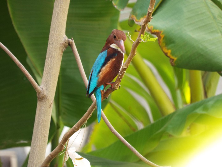 Kingfisher 2