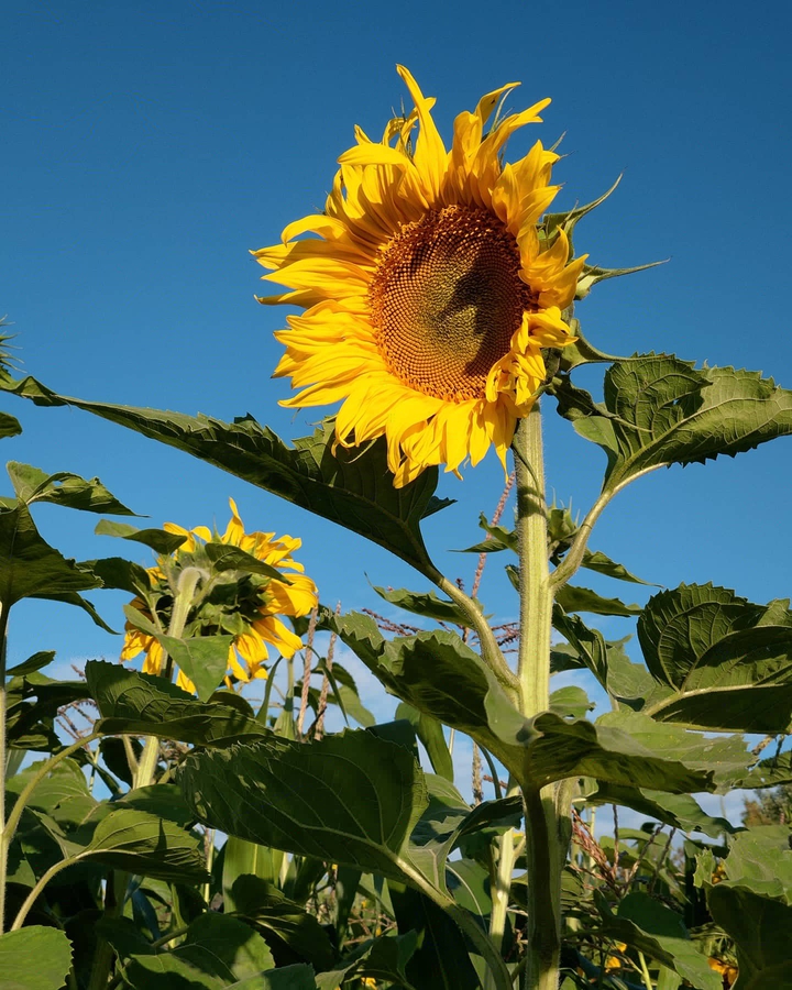 sunflower