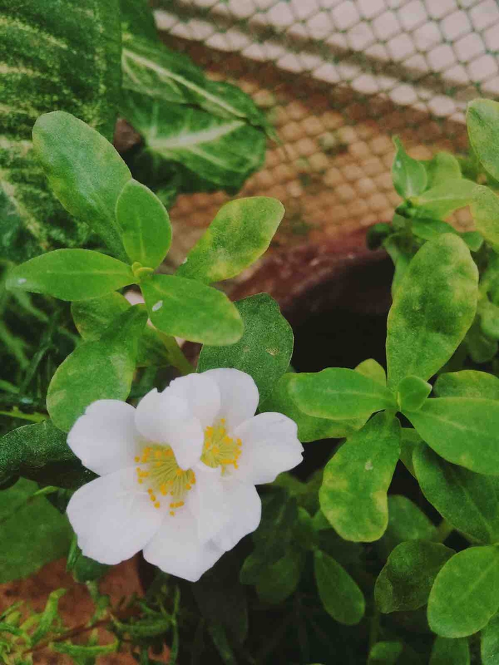 green with white flowers
