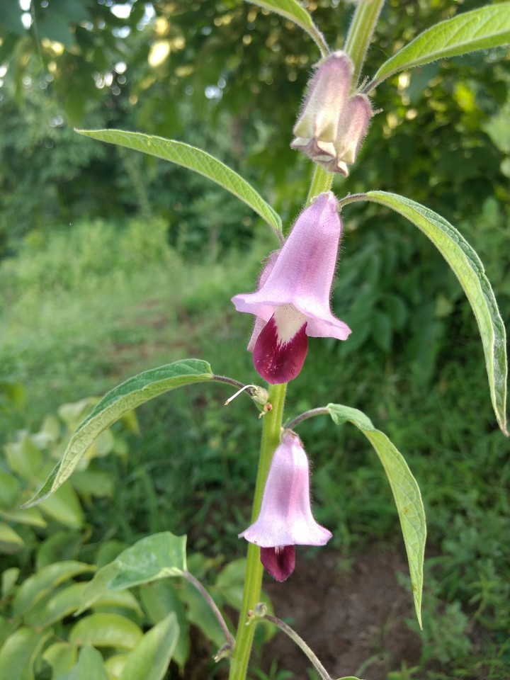 pink flower