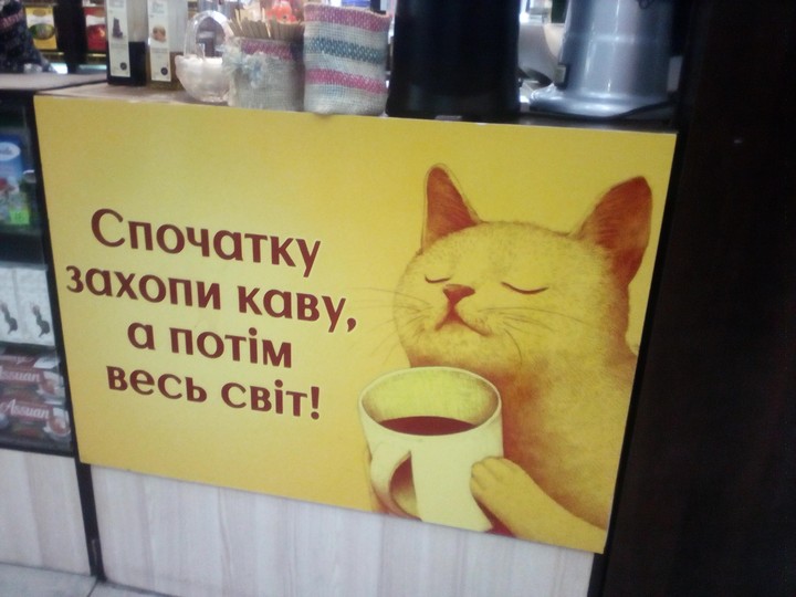 cat