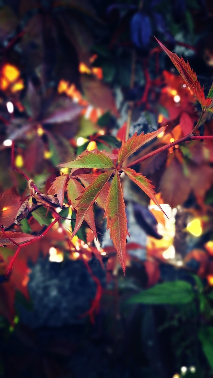 Autumn