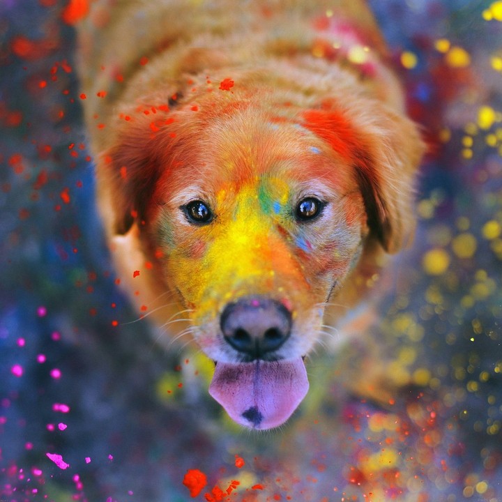 DOGS COLOUS