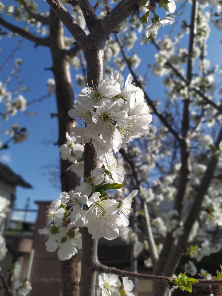 cherry