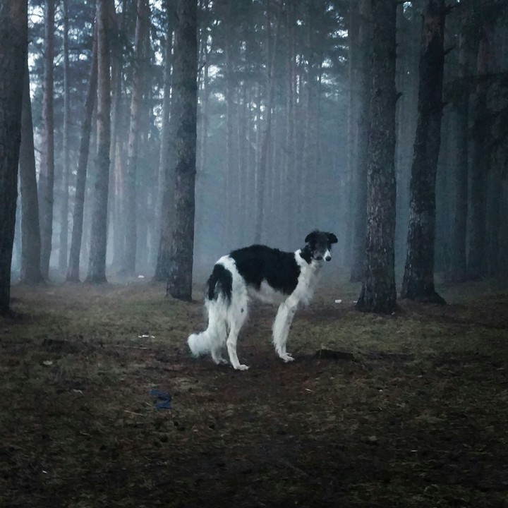 Forrest