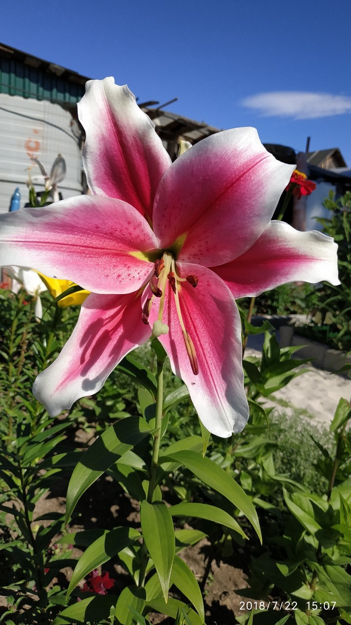 Лилия