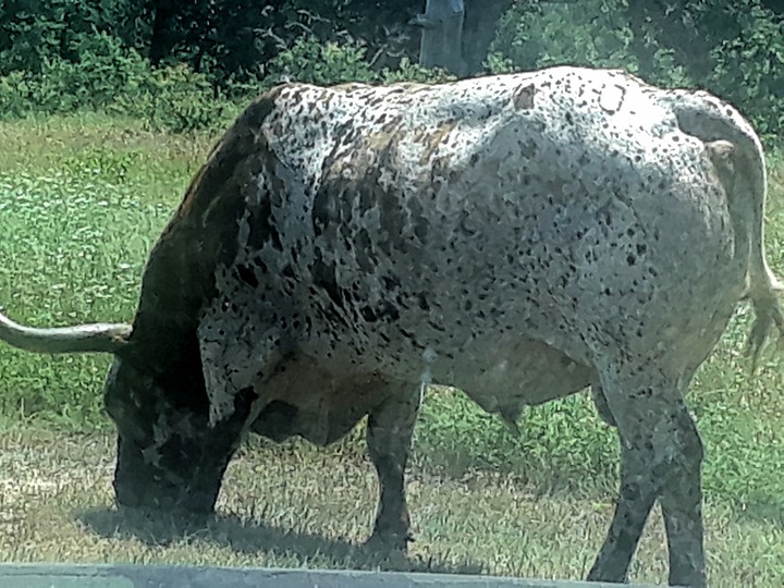 longhorn