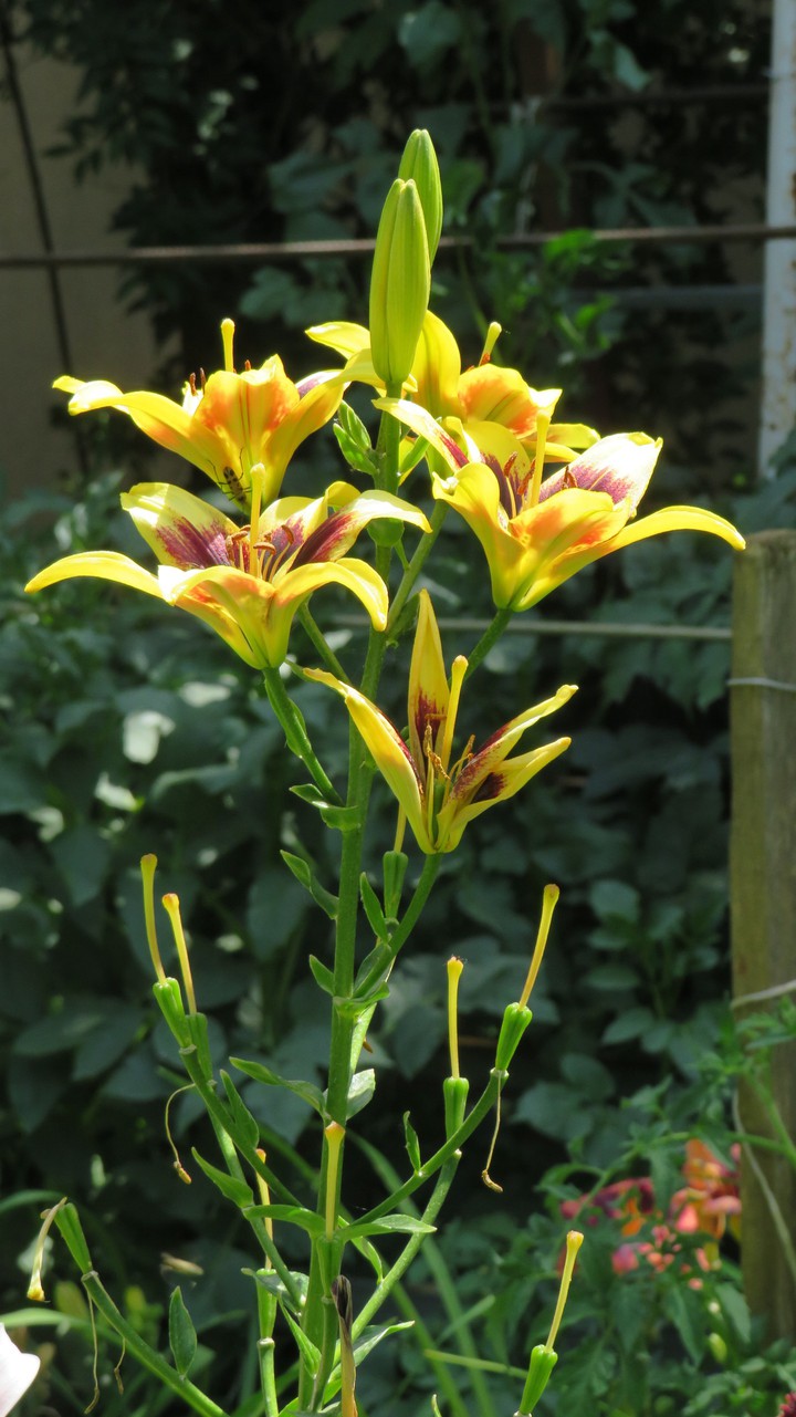 lily