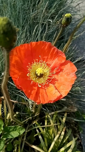 楊貴妃花