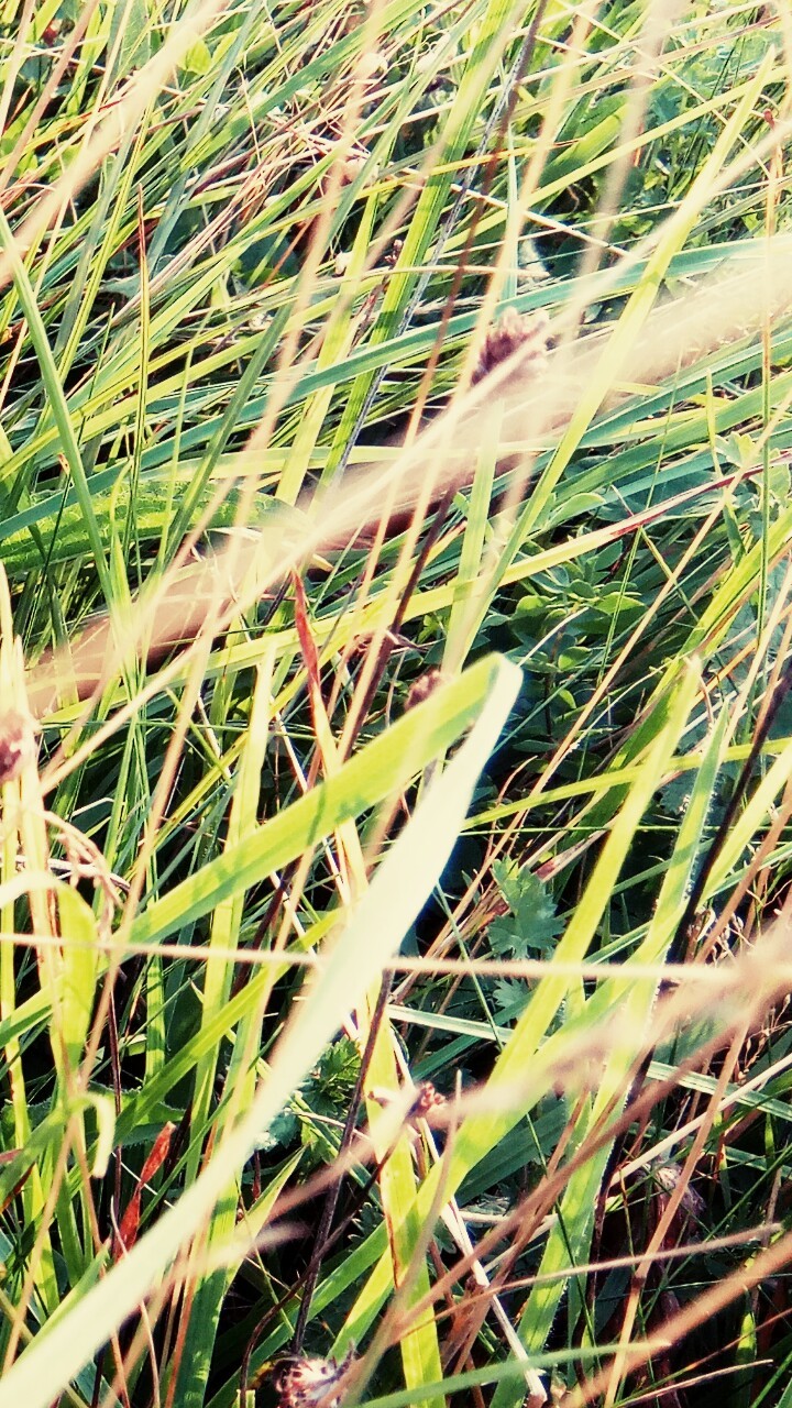 green nature
