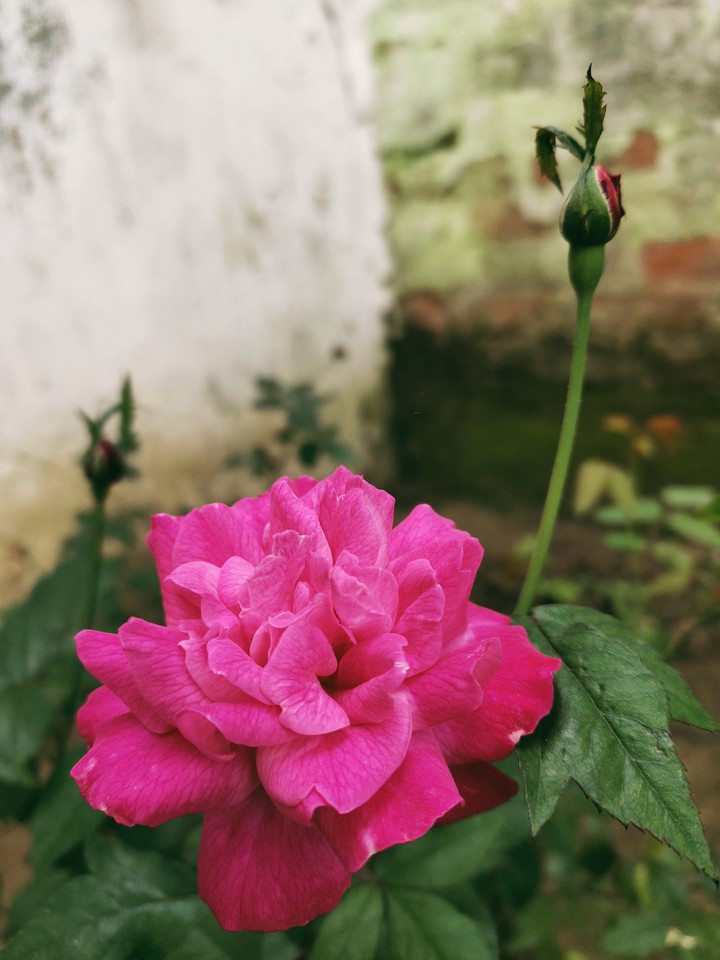 Pink Rose