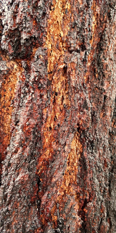 red florescent bark