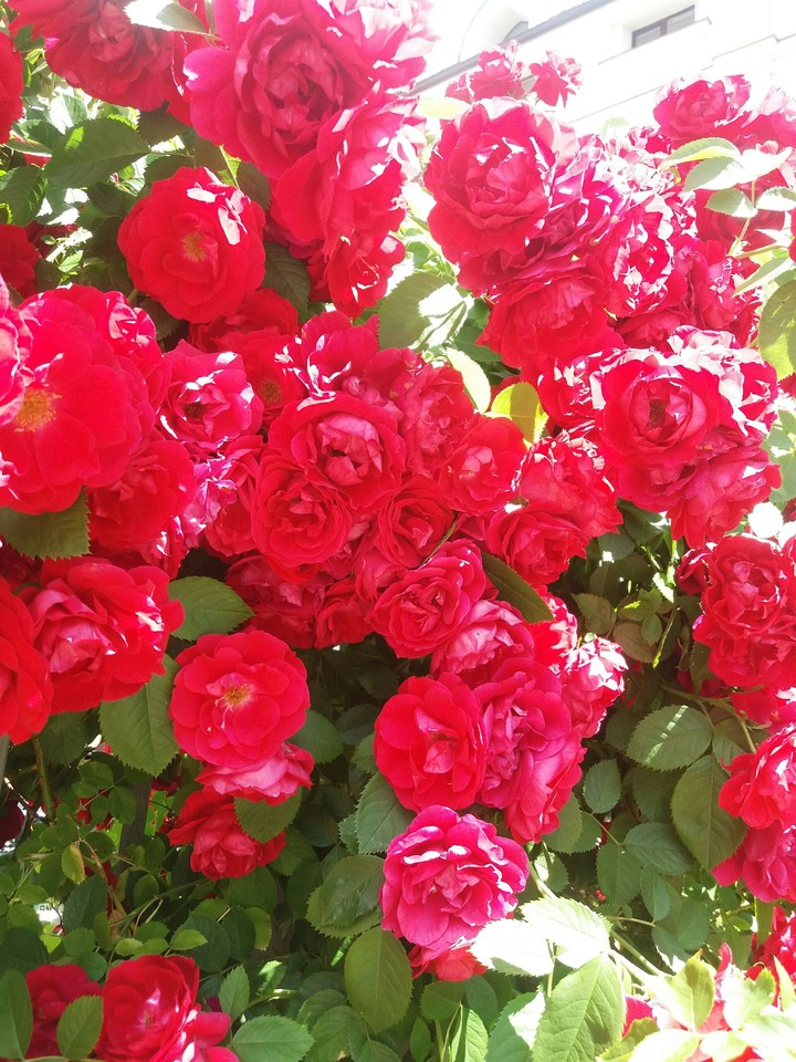 redrose