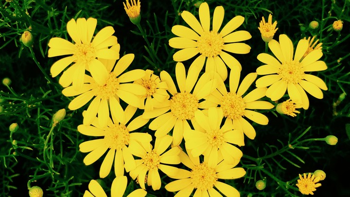 The Flowers