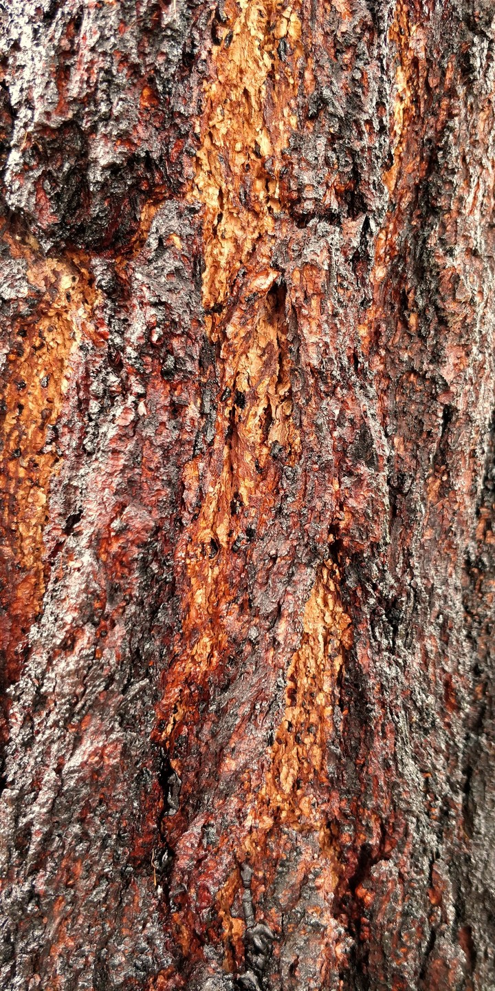 red florescent bark