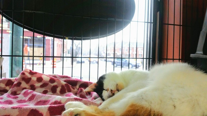 sleepy kitty