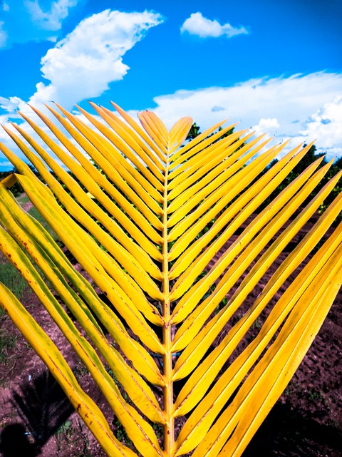 Coconut tree