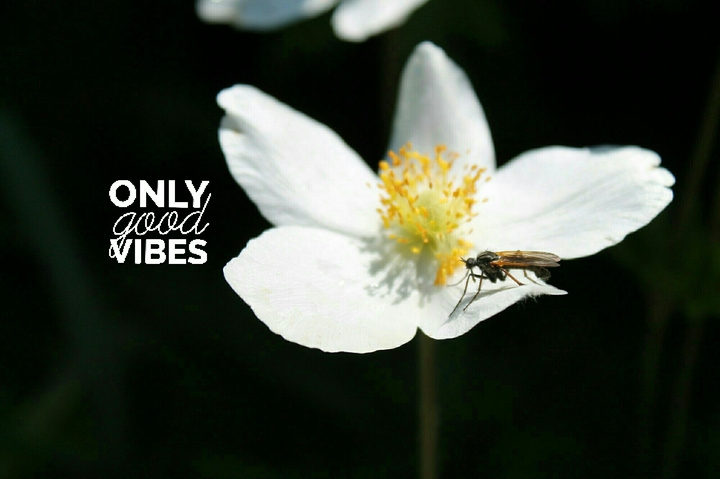 Only good vibes!
