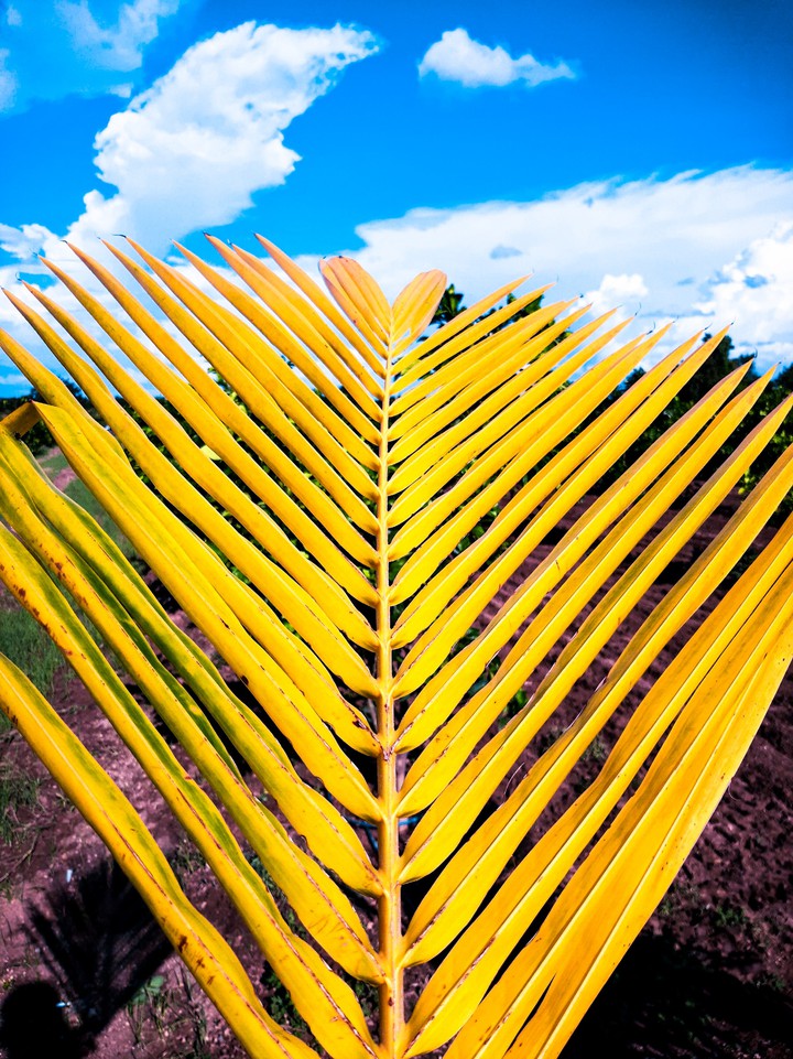 Coconut tree