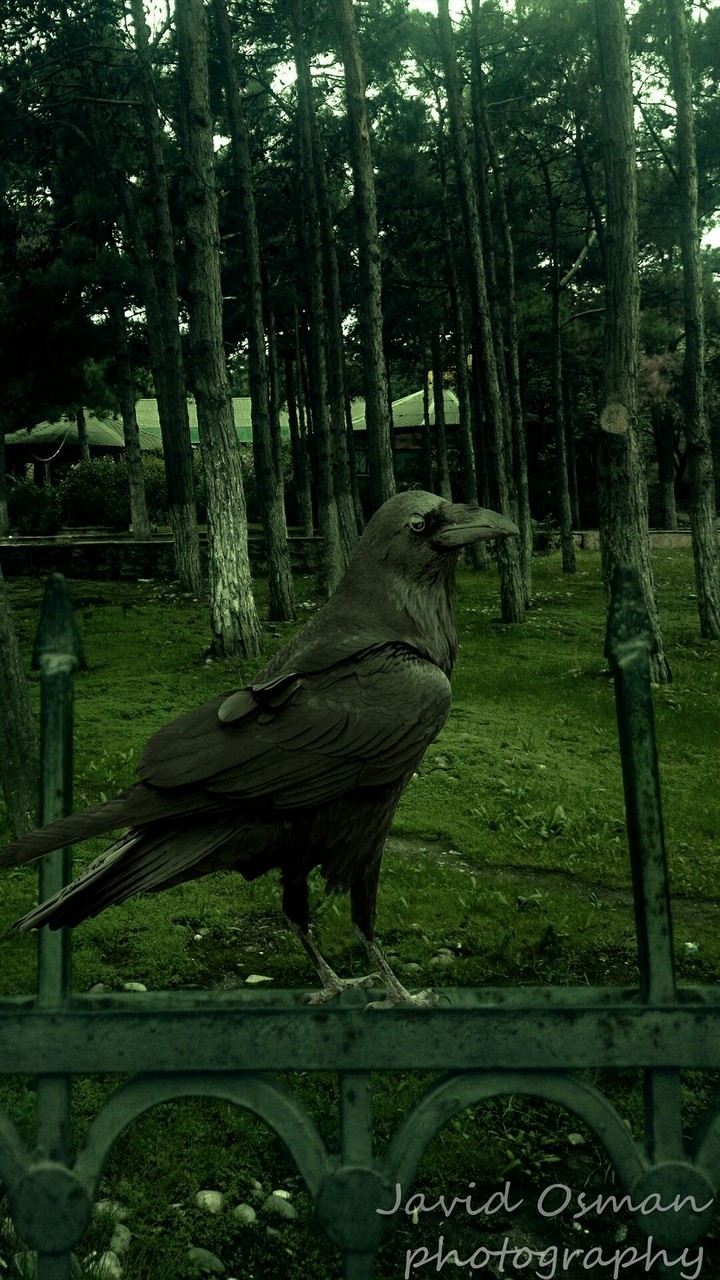 raven