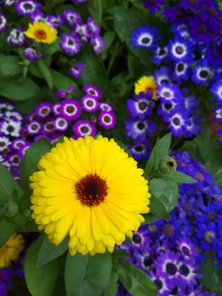 Flowers