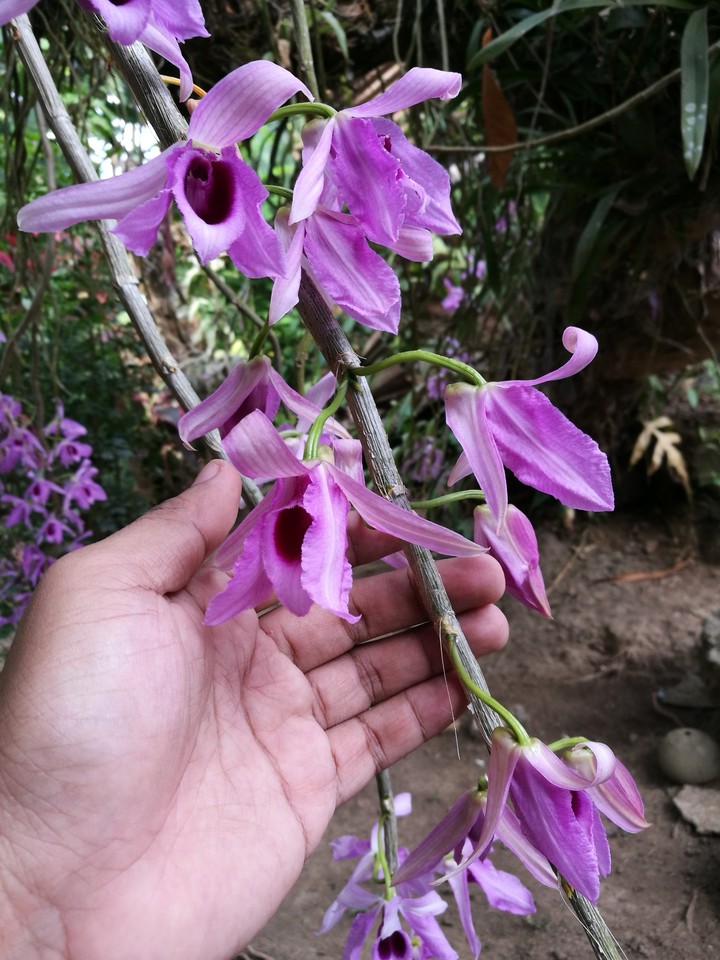 Flower