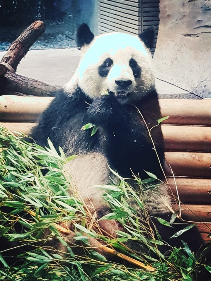 Panda