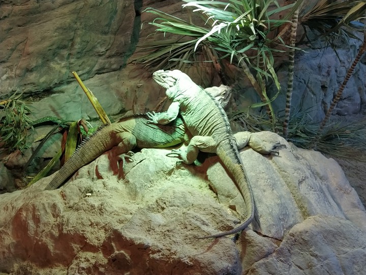 Iguanas