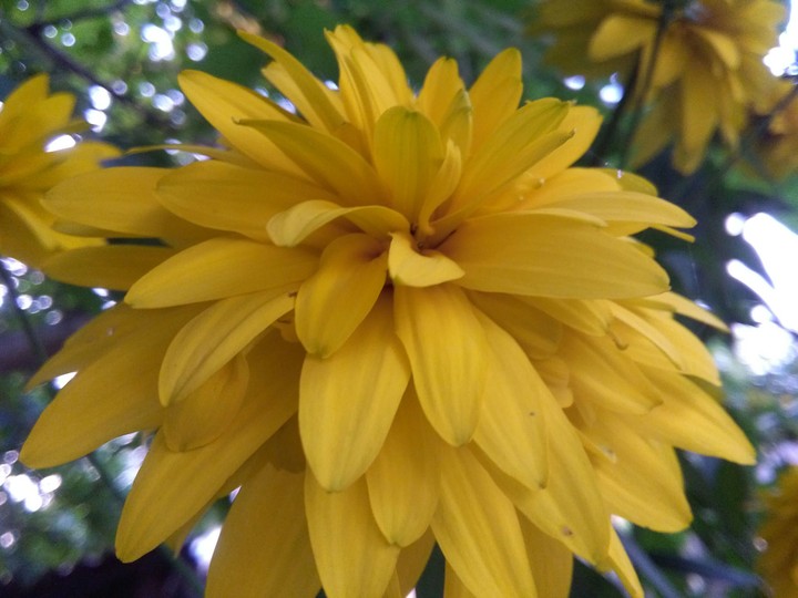 Yellow flower