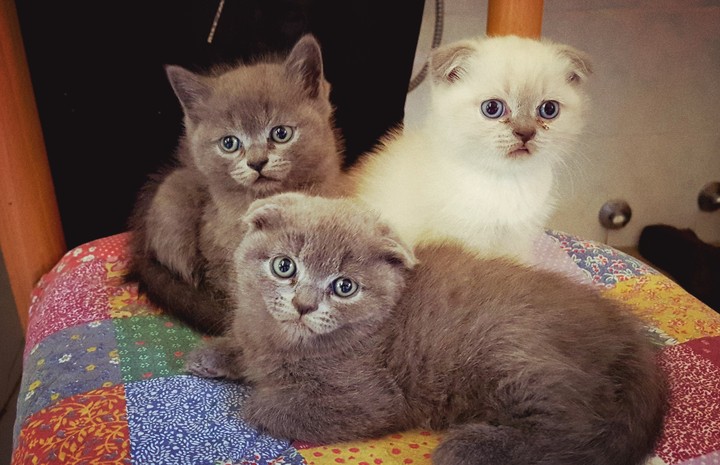 3 cats