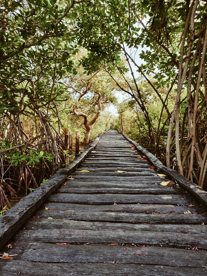 nature