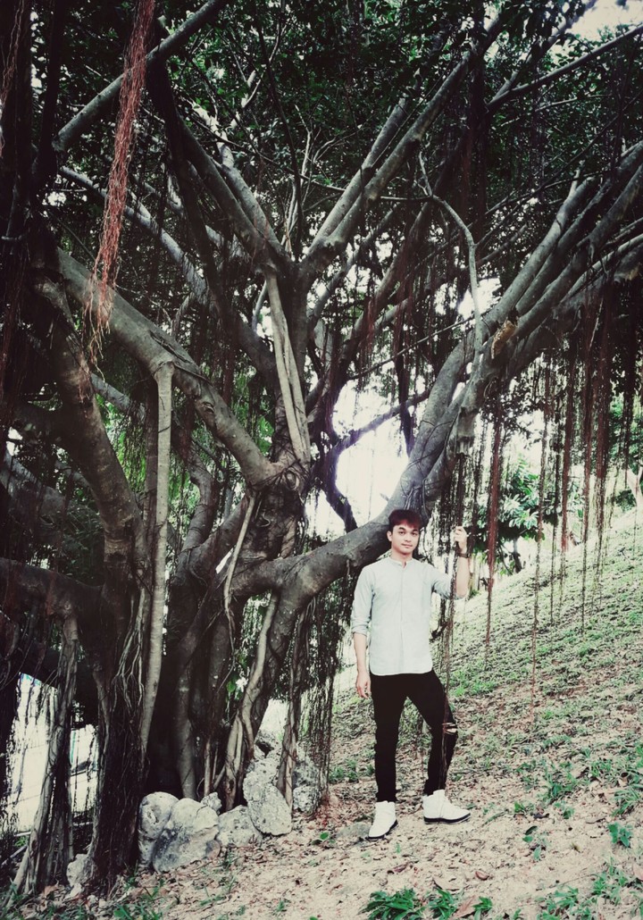 tree