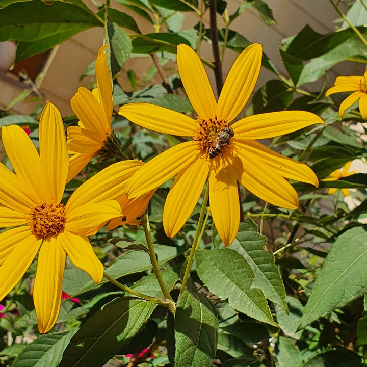 bee