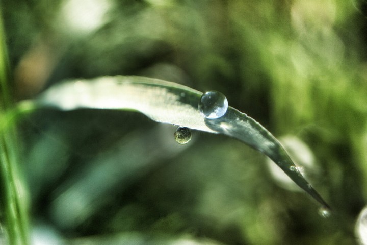 Big dew