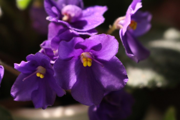 purple flower