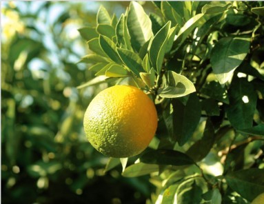 orange