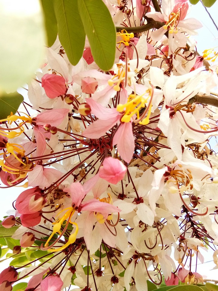 Thai blossom
