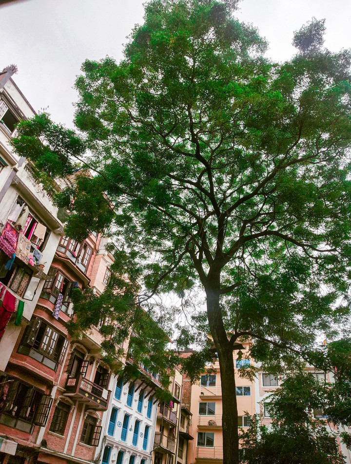 tree