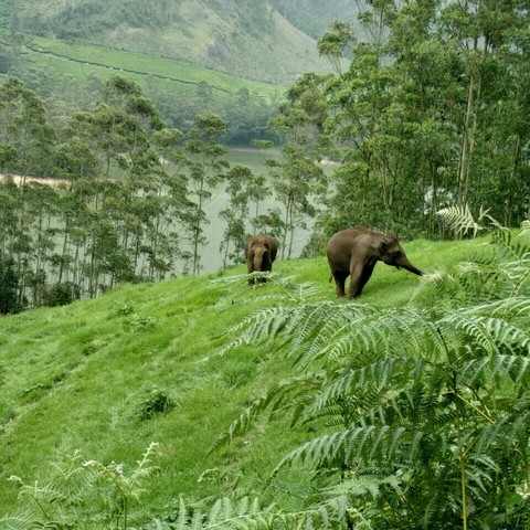 nature