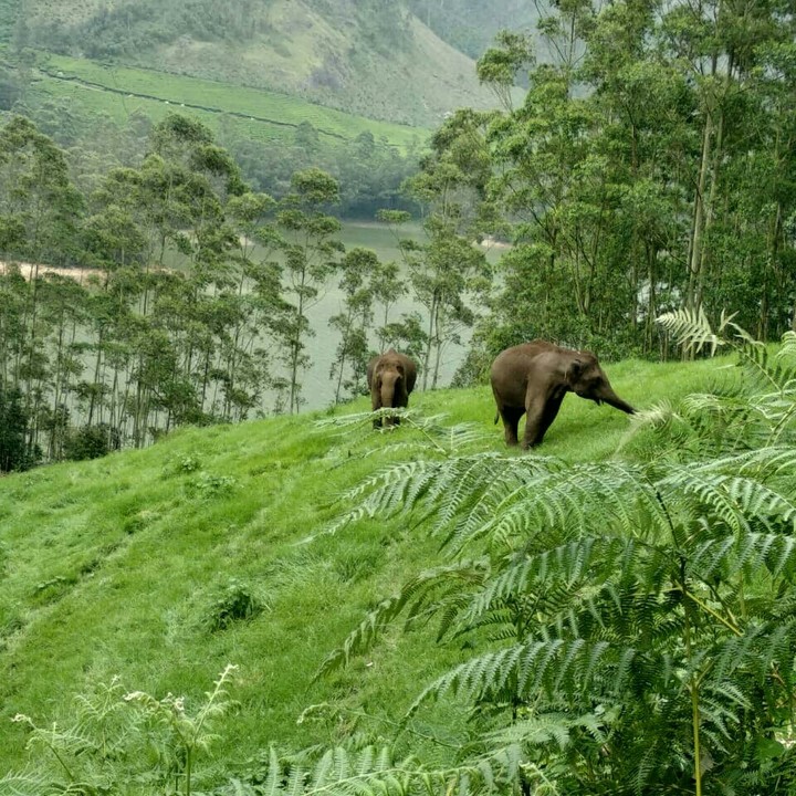 nature