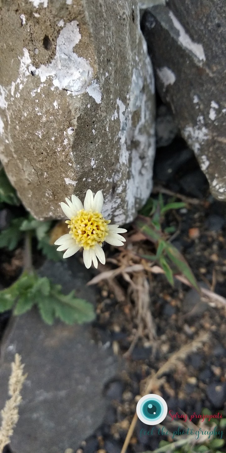 yelloies flower.....