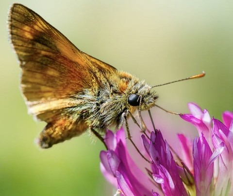 skippers, insect桌布