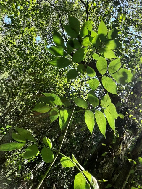sfondi araliaceae, menispermaceae