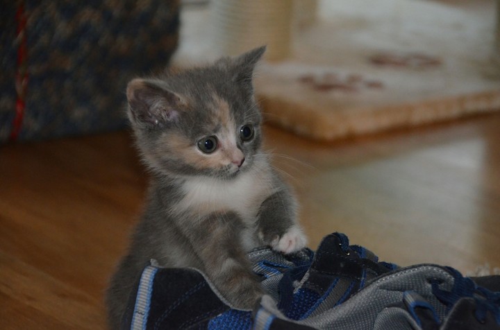 kitten